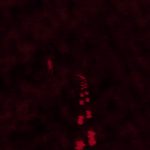 The Blackout Club - Revisão de um experimento parcialmente bem-sucedido