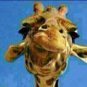 L'énigme de la girafe est populaire sur WhatsApp
